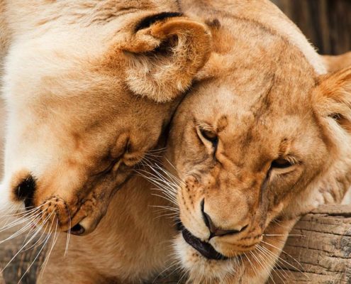 Herding Cats: A Primer for Programmers Who Lead Programmers von Hank Rainwater