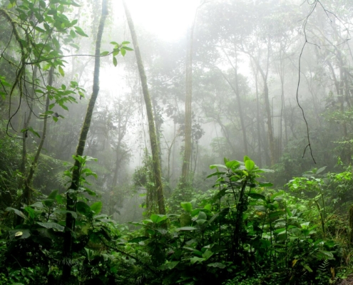 ROAM SAFe - sicher durch den Projektdschungel kommen